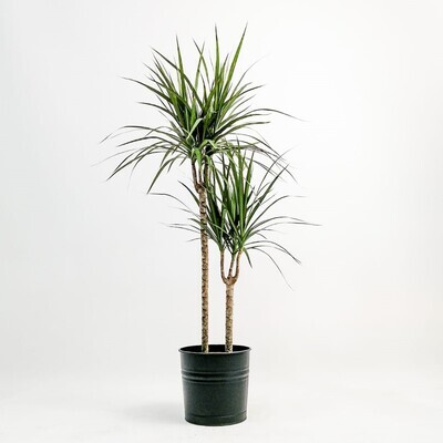 dracaena-marginata-2-govdeli-120-140cm dracaena-marginata-2-govdeli-120-140cm