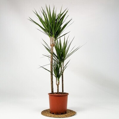 dracaena-marginata-3-govdeli-120-140-cm dracaena-marginata-3-govdeli-120-140-cm