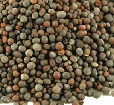 Mustard Seeds Brown/Black Organic, from