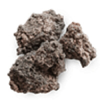 Neglecta Frankincense, from