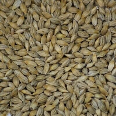 Sprouting Seeds: Barley Grain Organic, from