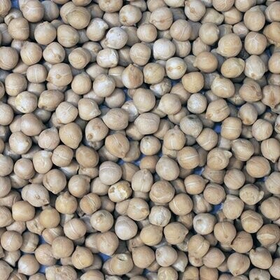 Sprouting Seeds: Chickpeas Organic, from