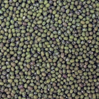 Sprouting Seeds: Mung Beans Organic, from