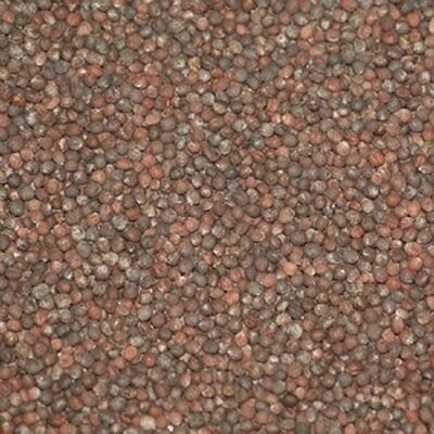 Sprouting Seeds: China Rose Radish Organic, from