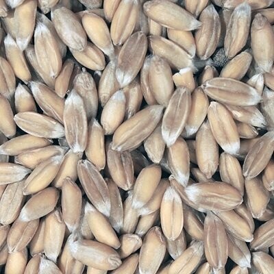 Sprouting Seeds: Spelt Organic, from