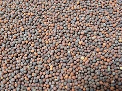 Sprouting Seeds: Broccoli Seed Organic, from