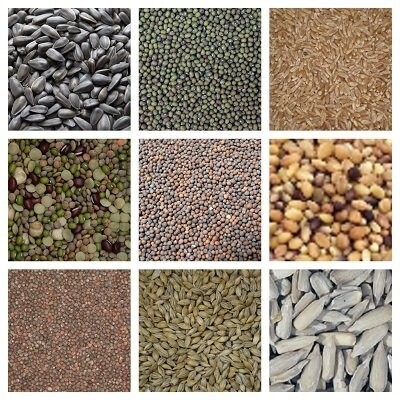 Organic Seeds and Beans for Sprouting