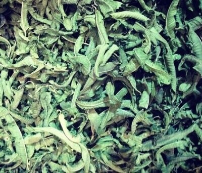 Lemon Verbena, Whole Leaf, from