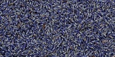 Lavender Flowers Deep-Blue, from