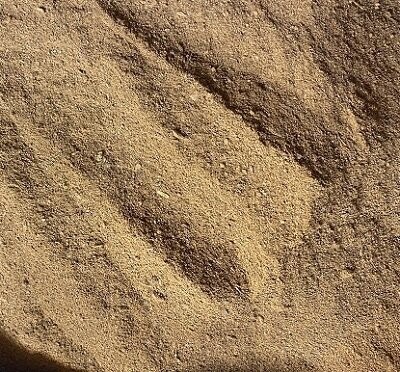 Cassia Quills,Ground, from