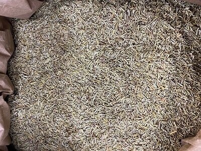 Rosemary Organic, from