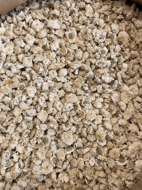Chamomile Roman Flowers, from