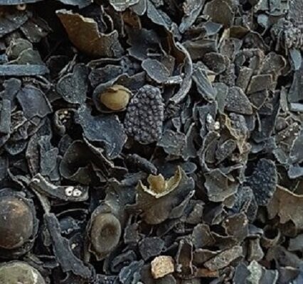 Kelp Cut, from