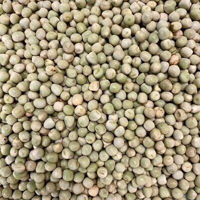 Sprouting Seeds: Snow Pea Seeds Organic, from