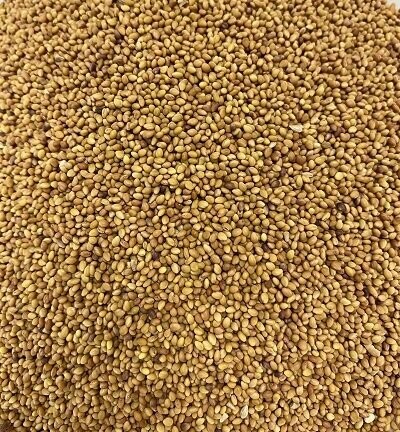 Sprouting Seeds: Red Clover Organic, from