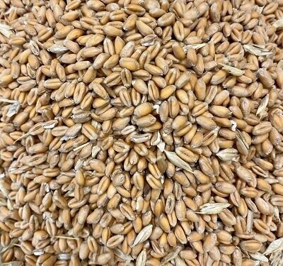 Sprouting Seeds: Wheat Grain Organic, from