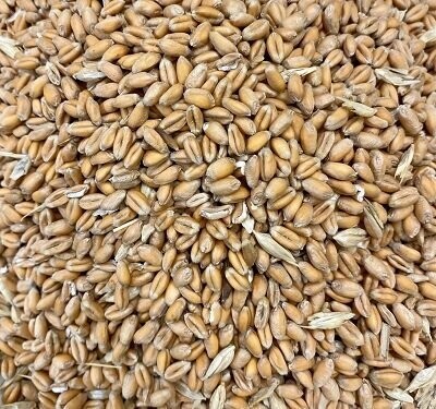 Sprouting Seeds: Wheat Grain Organic, from