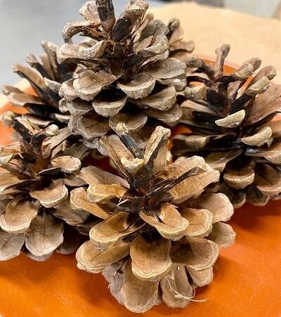 Pine Cones Whole, from