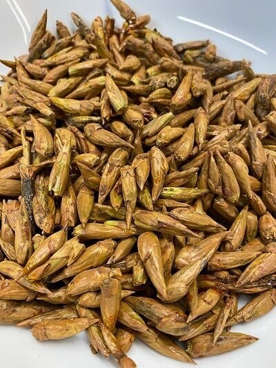Balm of Gilead - Poplar Buds, from
