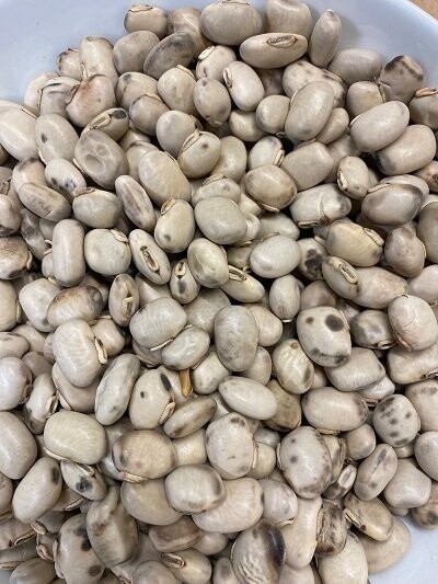 Kapikachhu - Mucuna Pruriens, from