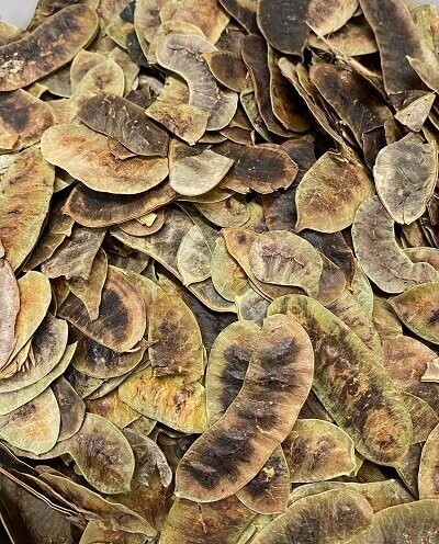 Senna Pods, from