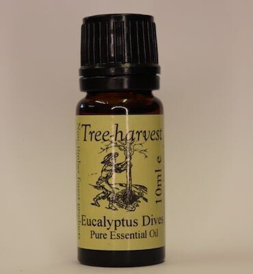 Eucalyptus Dives Essential Oil, from