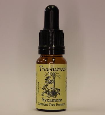 Sycamore Tree Essence, from