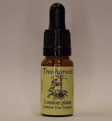 London Plane Tree Essence, from