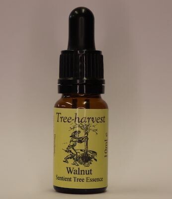 Walnut Tree Essence, from