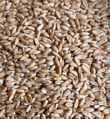 Spelt Grain Organic, from