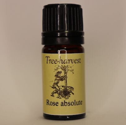 Rose Absolute Centifolia, from