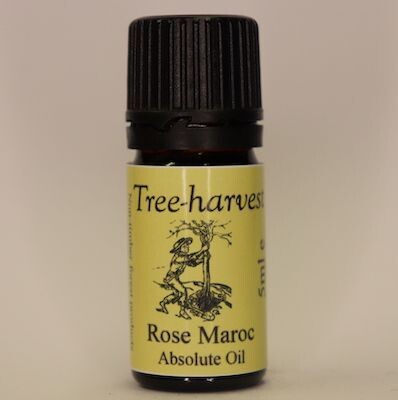 Rose Absolute Moroc, from