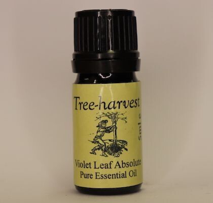 Violet Leaf  Absolute, from