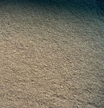 Oregano Ground, from