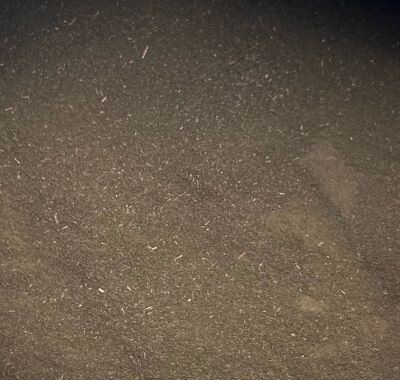 Peppermint Ground, from