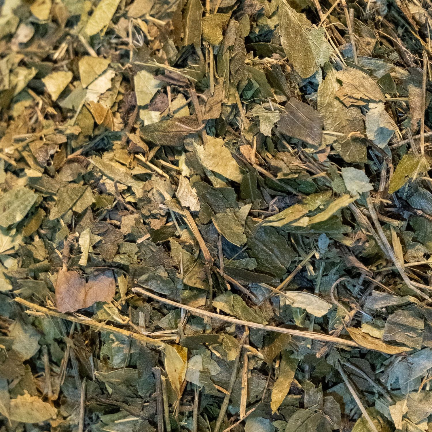 Lesser Periwinkle Herb, from