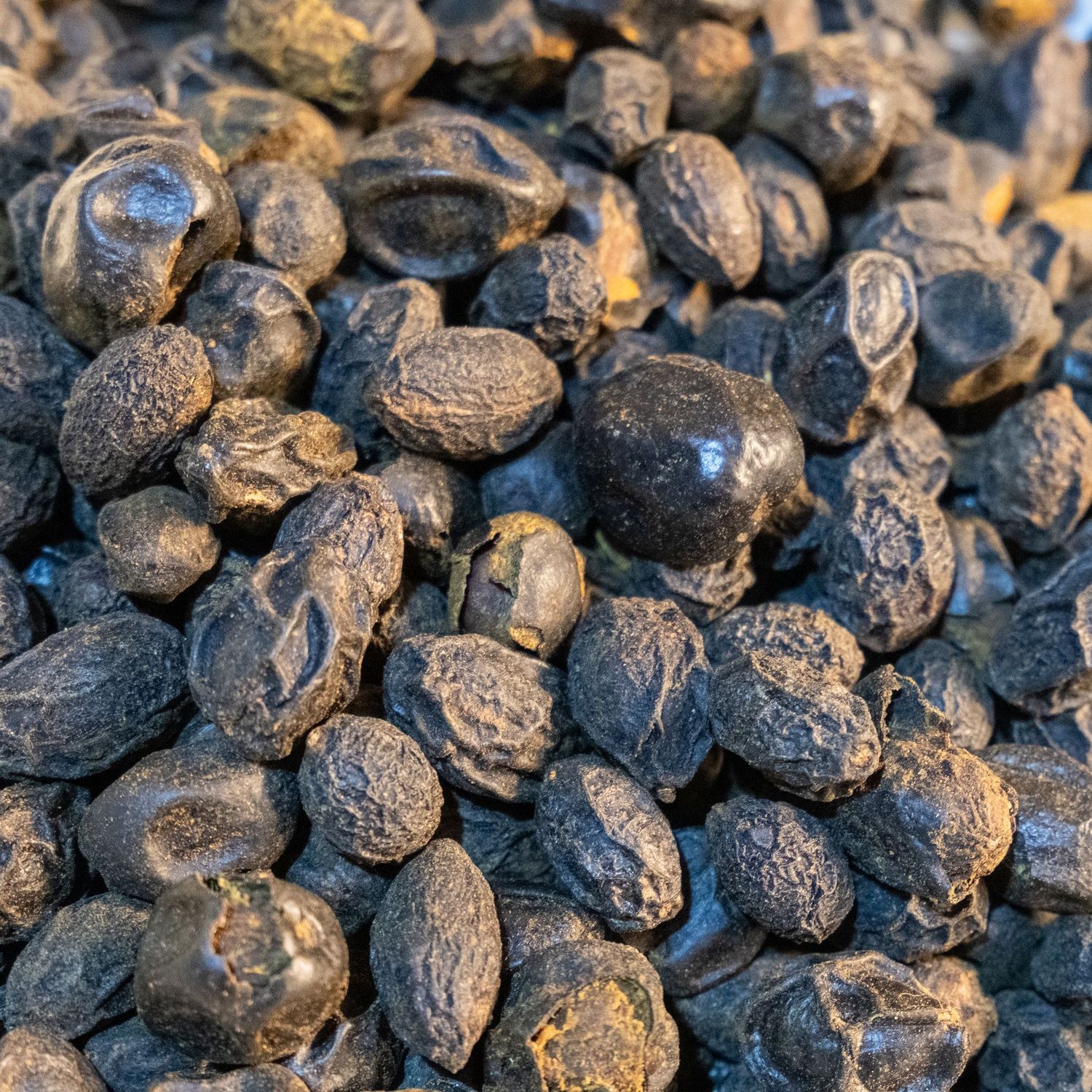 Saw Palmetto Berries, from