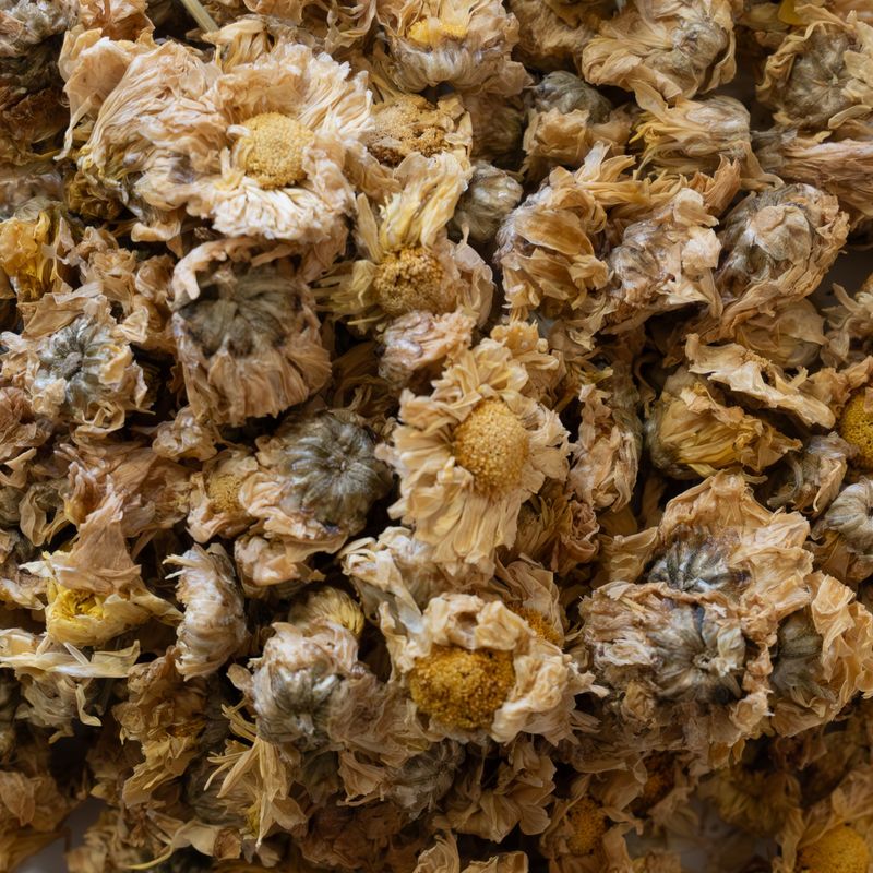 Chrysanthamum Flower, from