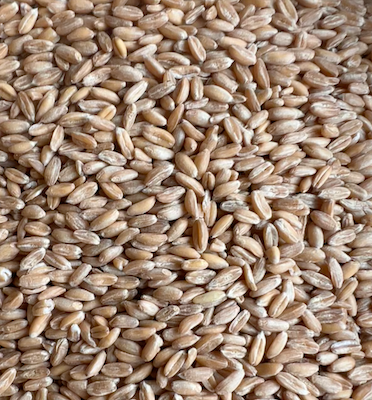 Spelt Grain Organic, from Spelt Grain Organic, from