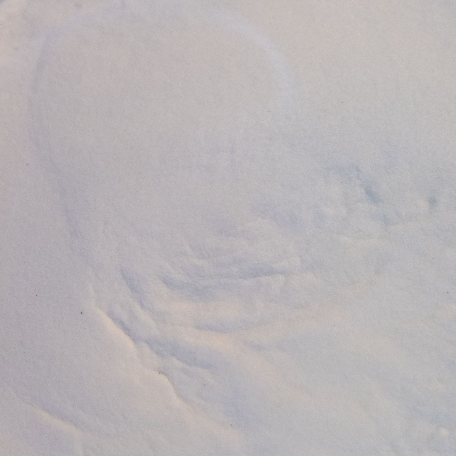 Bamboo Tabashir, from