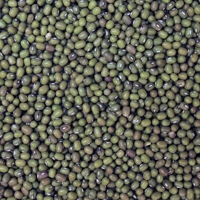 Sprouting Seeds: Mung Beans Organic, from Sprouting Seeds: Mung Beans Organic, from