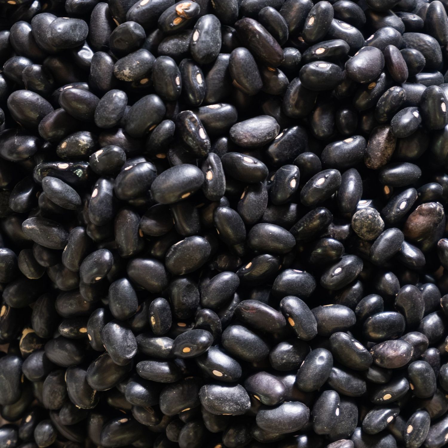 Black Turtle Beans, from