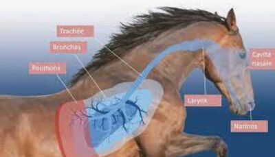 SYSTEME RESPIRATOIRE