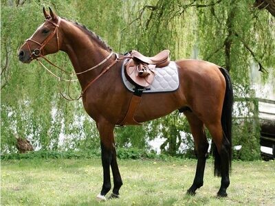 EQUIPEMENT DU CHEVAL