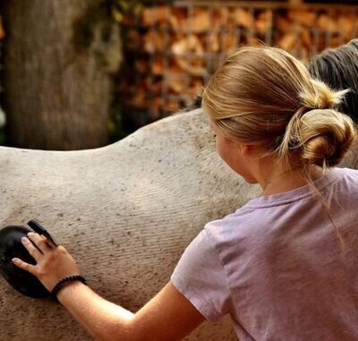 SOIN DU CHEVAL