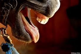 PRESTATION VETERINAIRE