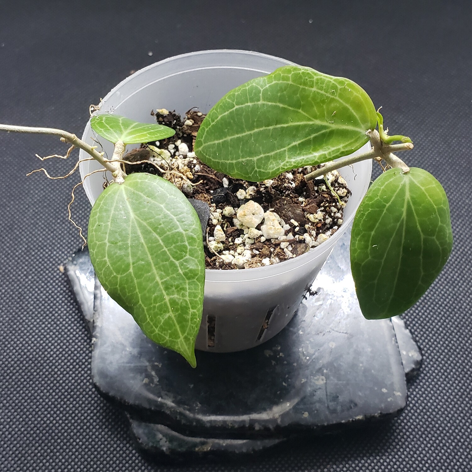 Hoya Fitchii - A