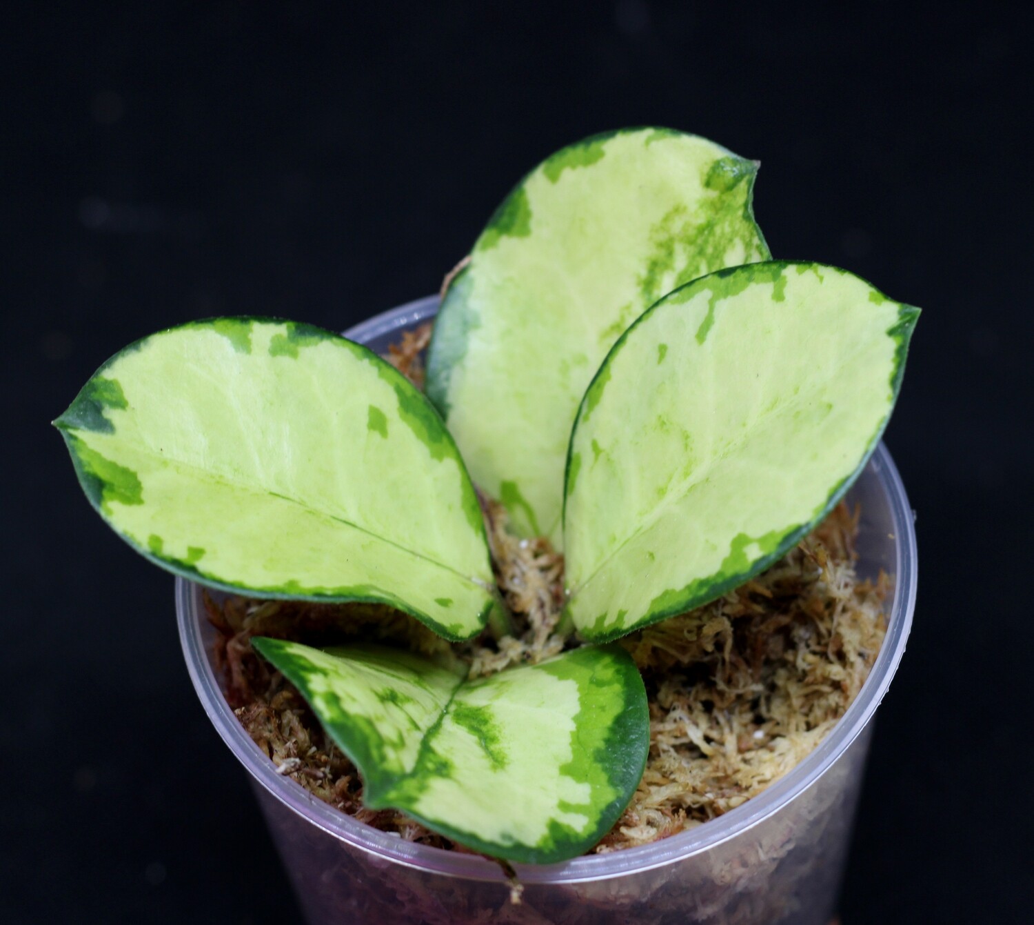 Hoya Australis