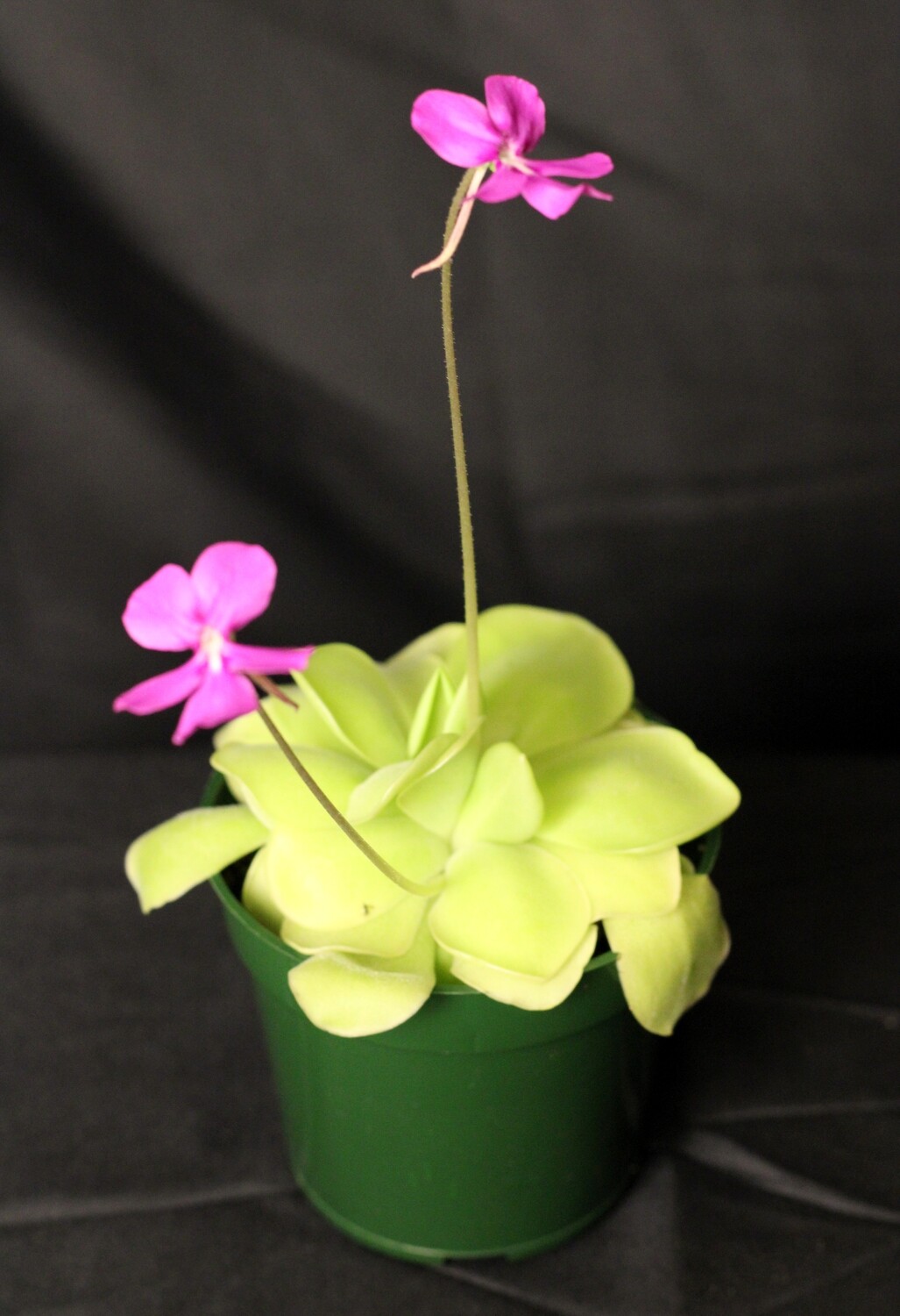 Butterwort (Medium)