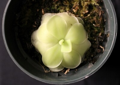 Butterwort (Small)
